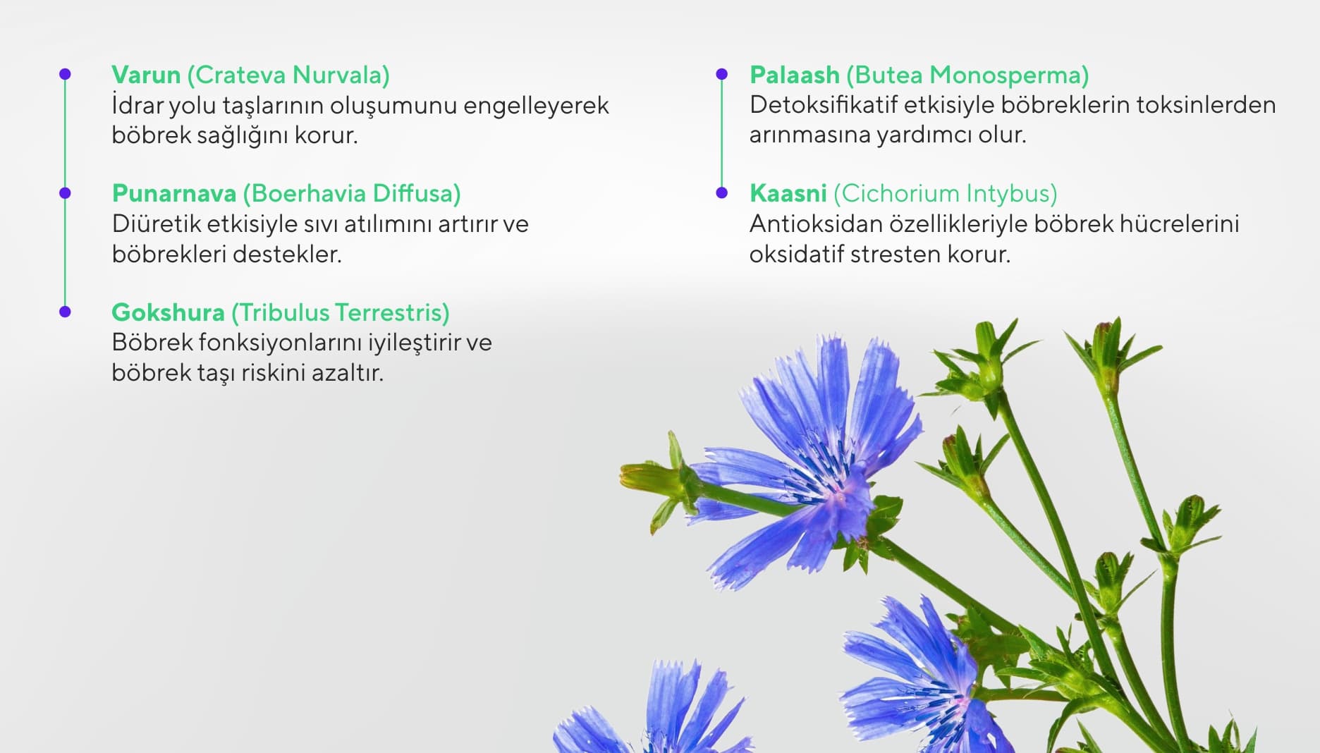 Nephrovet